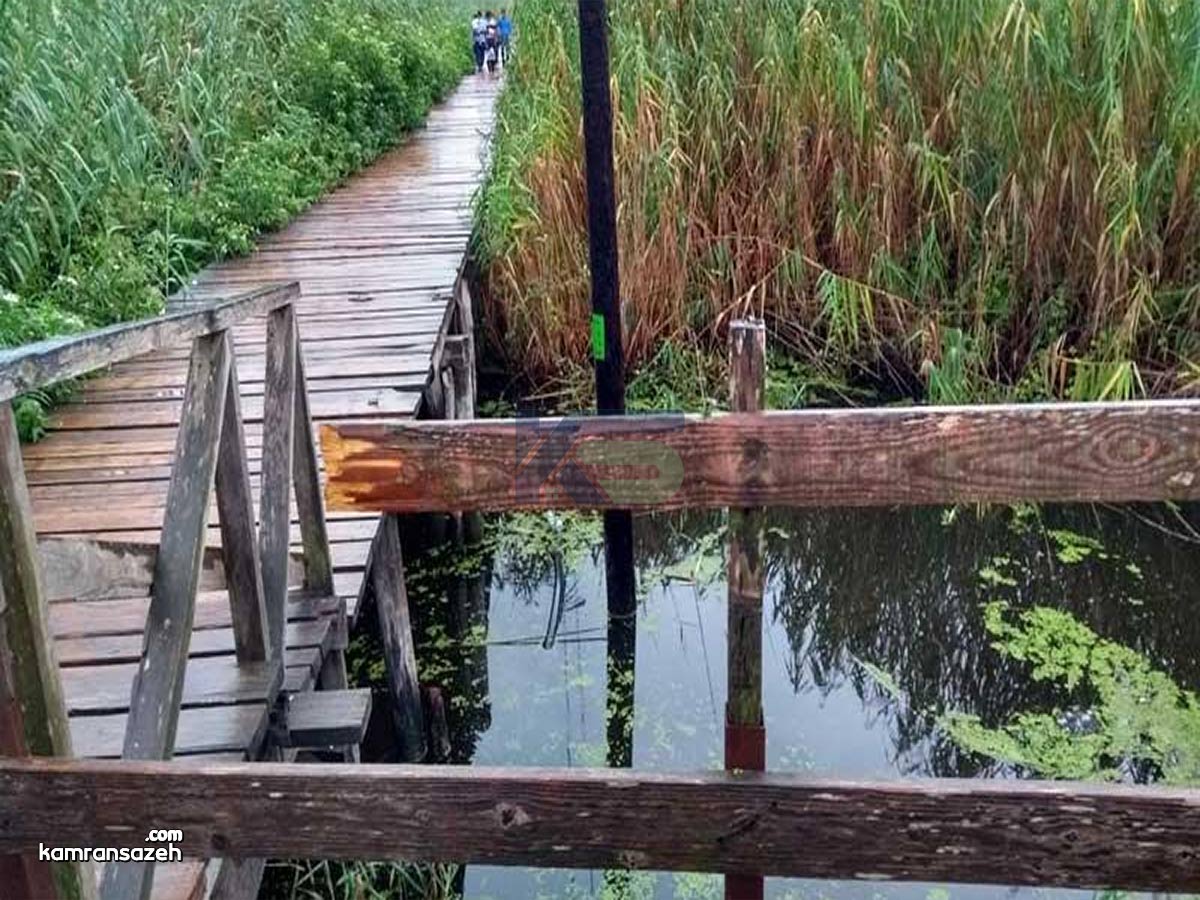 راهنمای کامل بازدید از پل چوبی کیاشهر و پارک جنگلی